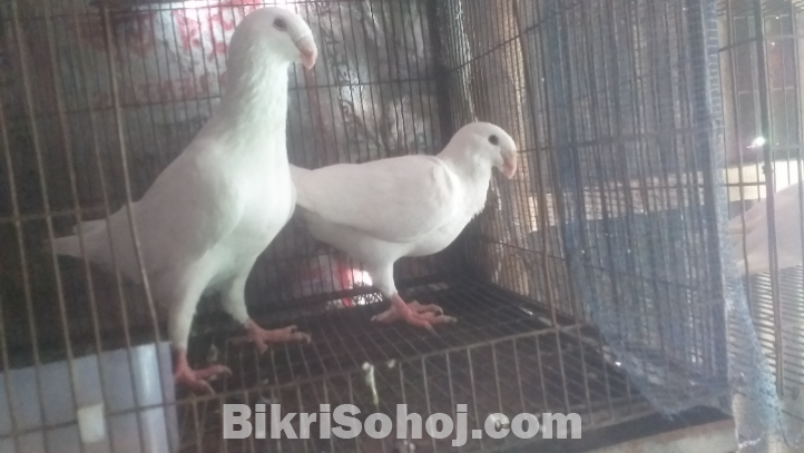 White beuti humair pair